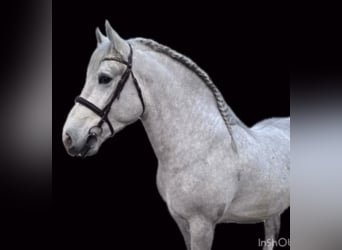 Sang-chaud lourd, Hongre, 4 Ans, 160 cm, Gris