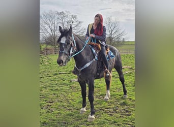 Sang-chaud lourd, Hongre, 4 Ans, 160 cm, Gris noir