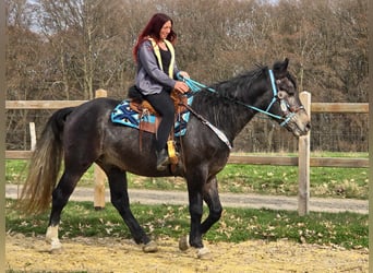 Sang-chaud lourd, Hongre, 4 Ans, 160 cm, Gris noir