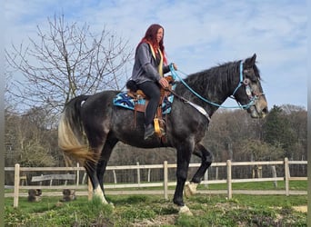 Sang-chaud lourd, Hongre, 4 Ans, 160 cm, Gris noir