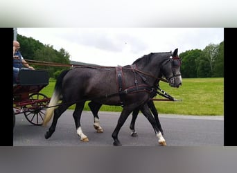 Sang-chaud lourd, Hongre, 4 Ans, 162 cm, Gris