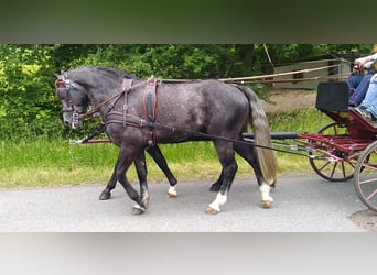 Sang-chaud lourd, Hongre, 4 Ans, 162 cm, Gris