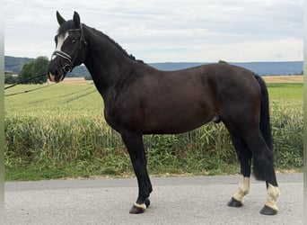 Sang-chaud lourd, Hongre, 4 Ans, 162 cm, Noir