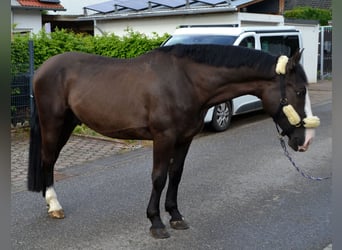Sang-chaud lourd, Hongre, 4 Ans, 162 cm, Noir
