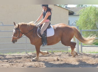 Sang-chaud lourd Croisé, Hongre, 4 Ans, 163 cm, Alezan brûlé