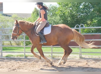 Sang-chaud lourd Croisé, Hongre, 4 Ans, 163 cm, Alezan brûlé