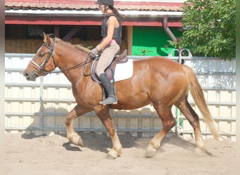 Sang-chaud lourd Croisé, Hongre, 4 Ans, 163 cm, Alezan brûlé