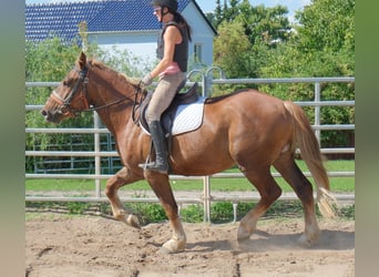 Sang-chaud lourd Croisé, Hongre, 4 Ans, 163 cm, Alezan brûlé