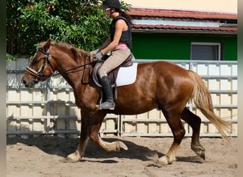 Sang-chaud lourd Croisé, Hongre, 4 Ans, 163 cm, Alezan brûlé