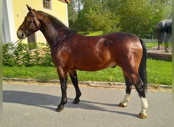 Sang-chaud lourd, Hongre, 4 Ans, 163 cm, Bai