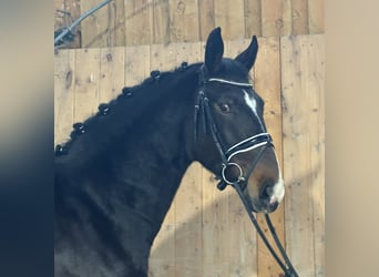 Sang-chaud lourd, Hongre, 4 Ans, 164 cm, Bai brun