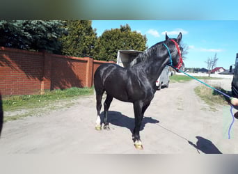 Sang-chaud lourd, Hongre, 4 Ans, 164 cm, Gris noir