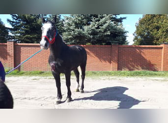 Sang-chaud lourd, Hongre, 4 Ans, 164 cm, Gris noir