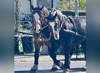 Sang-chaud lourd, Hongre, 4 Ans, 164 cm, Gris noir
