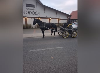 Sang-chaud lourd, Hongre, 4 Ans, 164 cm, Noir