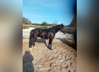 Sang-chaud lourd, Hongre, 4 Ans, 164 cm, Noir