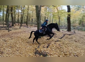 Sang-chaud lourd, Hongre, 4 Ans, 164 cm, Noir