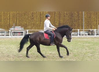 Sang-chaud lourd, Hongre, 4 Ans, 165 cm, Noir