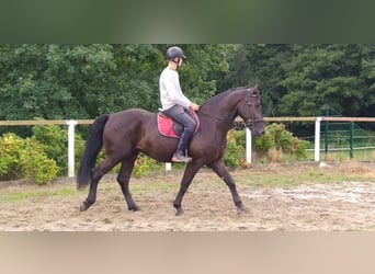 Sang-chaud lourd, Hongre, 4 Ans, 165 cm, Noir