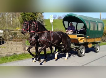 Sang-chaud lourd, Hongre, 4 Ans, 166 cm, Noir