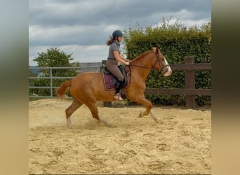 Sang-chaud lourd, Hongre, 4 Ans, 168 cm, Alezan