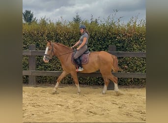 Sang-chaud lourd, Hongre, 4 Ans, 168 cm, Alezan