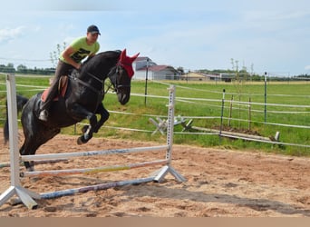 Sang-chaud lourd, Hongre, 4 Ans, 169 cm, Noir