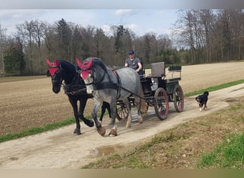 Sang-chaud lourd, Hongre, 4 Ans, 169 cm, Noir