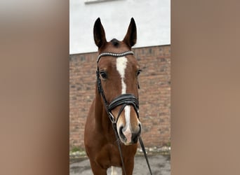 Sang-chaud lourd, Hongre, 4 Ans, 170 cm, Bai