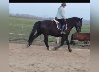 Sang-chaud lourd, Hongre, 4 Ans, 172 cm, Noir