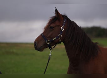 Sang-chaud lourd Croisé, Hongre, 5 Ans, 160 cm, Bai cerise