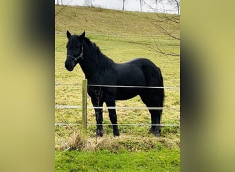 Sang-chaud lourd, Hongre, 5 Ans, 162 cm, Noir