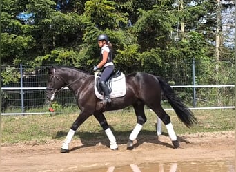 Sang-chaud lourd Croisé, Hongre, 5 Ans, 164 cm, Noir
