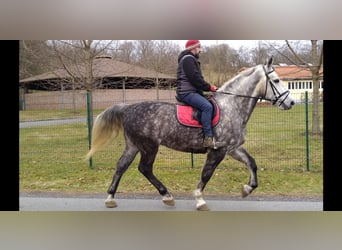 Sang-chaud lourd, Hongre, 5 Ans, 165 cm, Gris pommelé