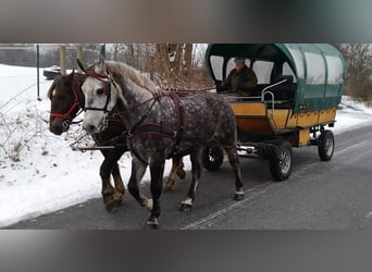 Sang-chaud lourd, Hongre, 5 Ans, 165 cm, Gris pommelé