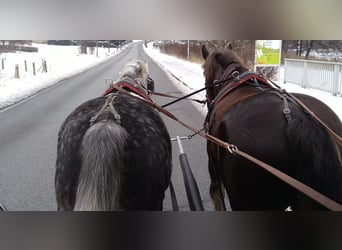 Sang-chaud lourd, Hongre, 5 Ans, 165 cm, Gris pommelé