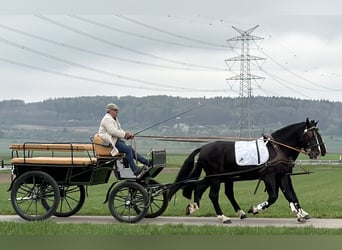 Sang-chaud lourd, Hongre, 5 Ans, 167 cm, Noir