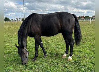 Sang-chaud lourd, Hongre, 5 Ans, 170 cm, Noir