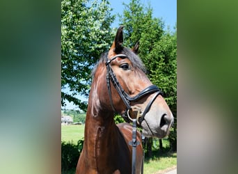 Sang-chaud lourd, Hongre, 5 Ans