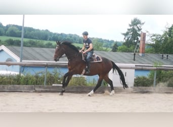 Sang-chaud lourd, Hongre, 5 Ans