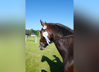 Sang-chaud lourd, Hongre, 5 Ans