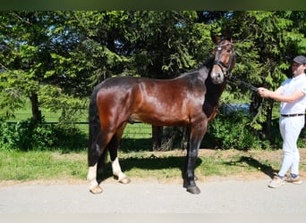 Sang-chaud lourd, Hongre, 5 Ans