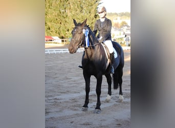 Sang-chaud lourd, Hongre, 5 Ans