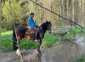 Sang-chaud lourd, Hongre, 5 Ans