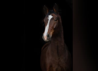 Sang-chaud lourd, Hongre, 5 Ans