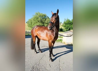 Sang-chaud lourd, Hongre, 5 Ans