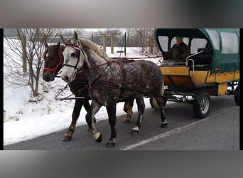 Sang-chaud lourd, Hongre, 6 Ans, 165 cm, Gris pommelé