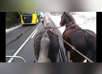 Sang-chaud lourd, Hongre, 6 Ans, 165 cm, Gris pommelé