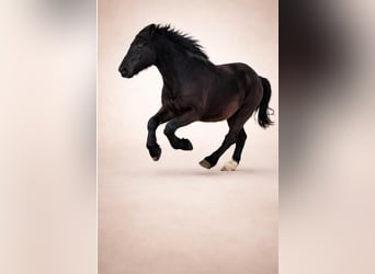 Sang-chaud lourd, Hongre, 7 Ans, 160 cm, Noir