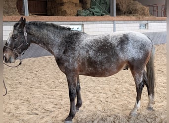 Sang-chaud lourd, Hongre, 7 Ans, 164 cm